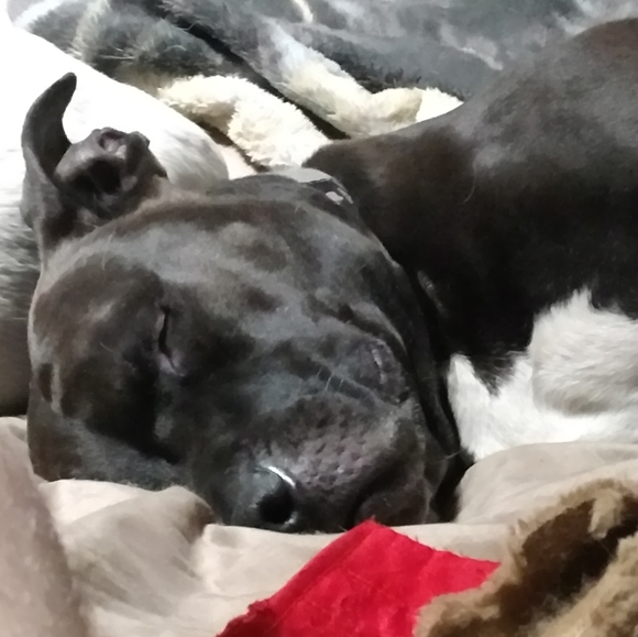 Tyson - Picture 5 of 7